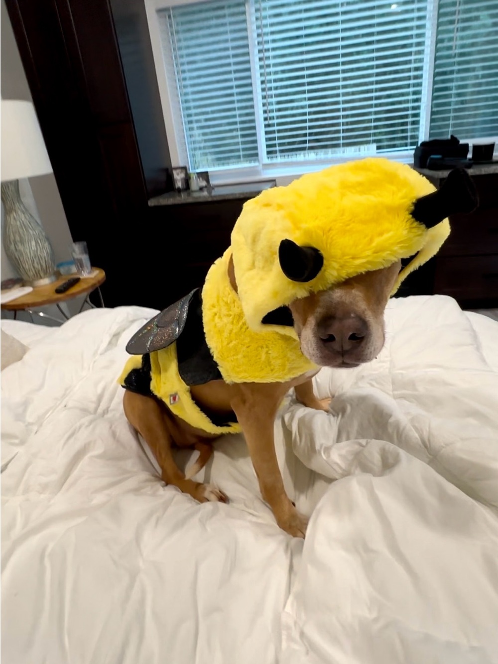 Bumble Bee Dog Costume